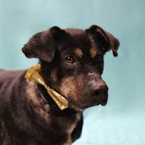 Thumbnail photo of Dakota #2