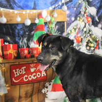 Thumbnail photo of Dakota #4