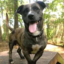 Thumbnail photo of Nugget #3