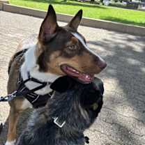 adopt-pet