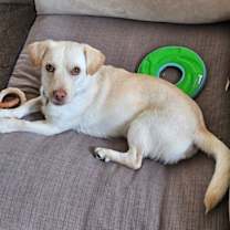 Thumbnail photo of Cheddar #2