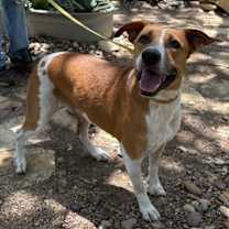 Thumbnail photo of Stella #2