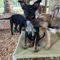 Thumbnail photo of Freddy #4