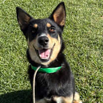 adopt-pet