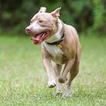 Thumbnail photo of Jango #3