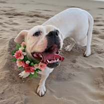 adopt-pet