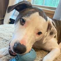 Thumbnail photo of Bojangle #2