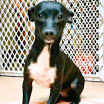 adopt-pet