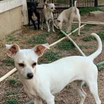 adopt-pet