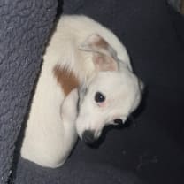adopt-pet