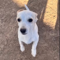 adopt-pet