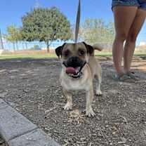 adopt-pet