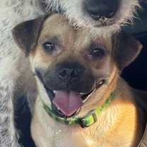 Thumbnail photo of Pongo #2