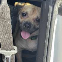 Thumbnail photo of Pongo #3