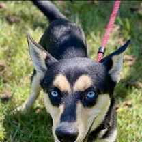 Thumbnail photo of Cleopatra #2