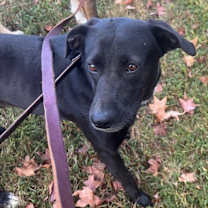 Thumbnail photo of Eclipse #3