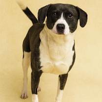 Thumbnail photo of Logger Head #1