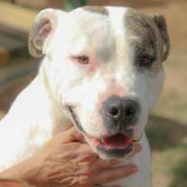 Thumbnail photo of MEATBALL #3