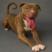 Thumbnail photo of Mur #1