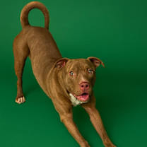 Thumbnail photo of Mur #2