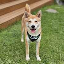 adopt-pet