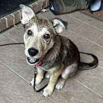 adopt-pet