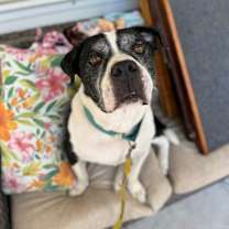 Thumbnail photo of Teddy #1