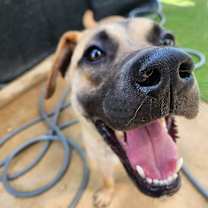 adopt-pet