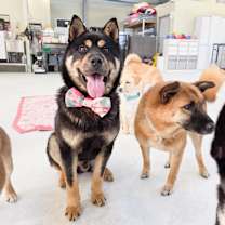 adopt-pet