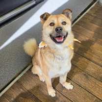 adopt-pet