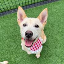 adopt-pet