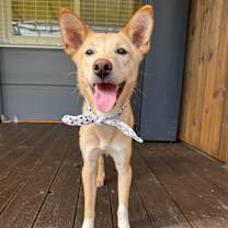 adopt-pet
