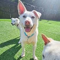 adopt-pet