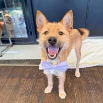 adopt-pet