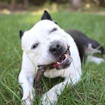 Thumbnail photo of Princess Jasmine #3