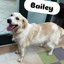 Thumbnail photo of Bailey #2