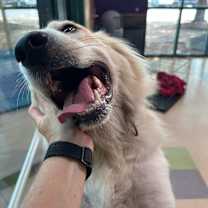 Thumbnail photo of Bailey #4