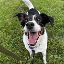 Thumbnail photo of Dominic #1