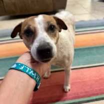 Thumbnail photo of Stella in Sherman #3