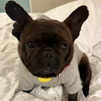 adopt-pet