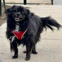 Thumbnail photo of Meredith #3