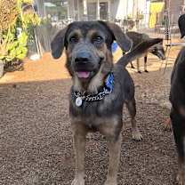 adopt-pet