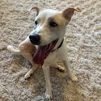 Thumbnail photo of Toby #2