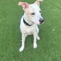 Thumbnail photo of Toby #3