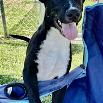 Thumbnail photo of Pebble #2