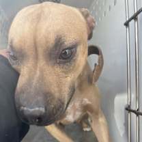 adopt-pet