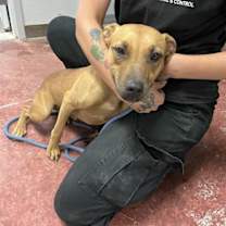 adopt-pet