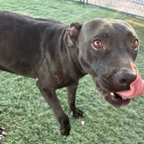 adopt-pet