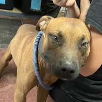 adopt-pet