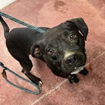 adopt-pet